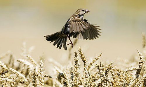 flying house sparrow
