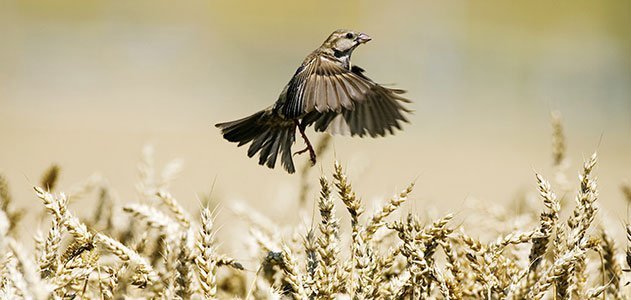 flying house sparrow