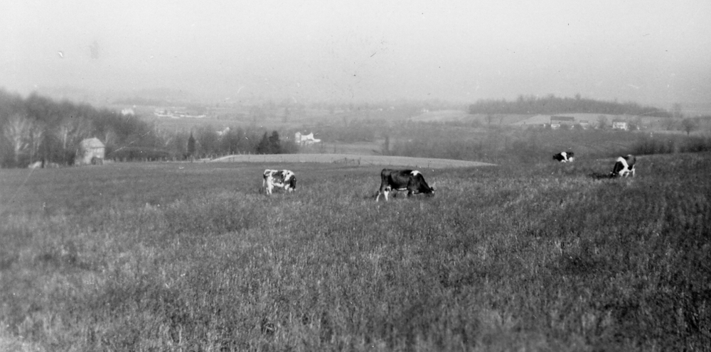 View of Amos Reeder farm at Park Hall, Maryland, with dairy cattle grazing in the area where I grew up. Taken circa 1930.