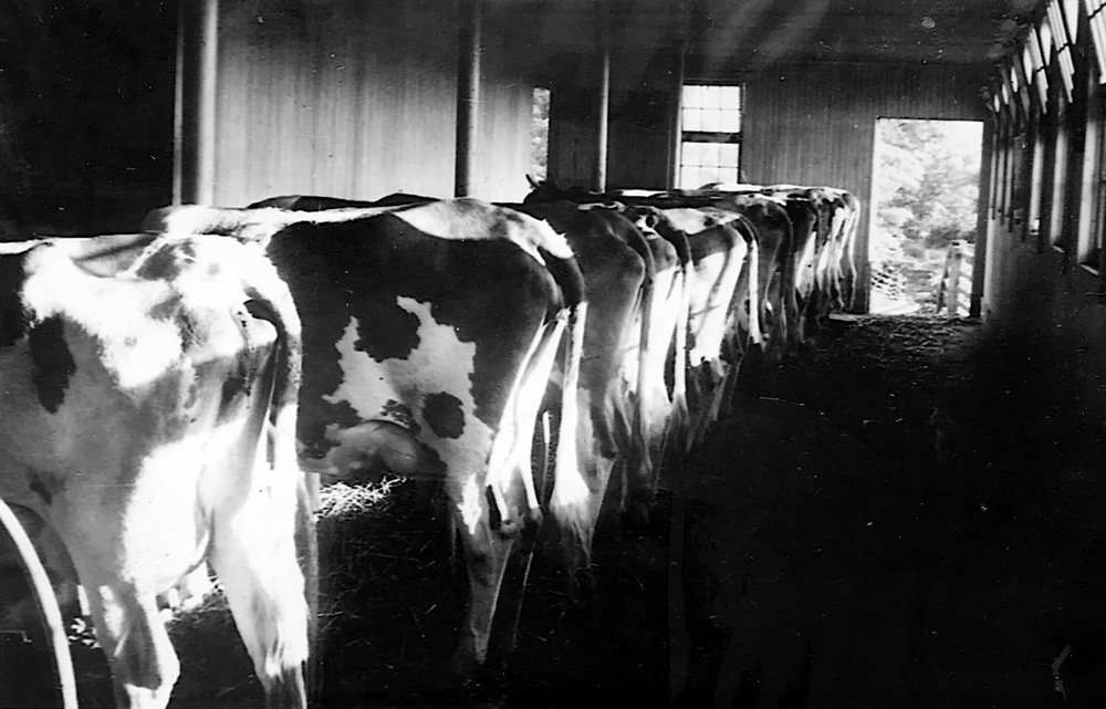 Dairy cows in the milking parlor at Amos Reeder's farm, 1940's.