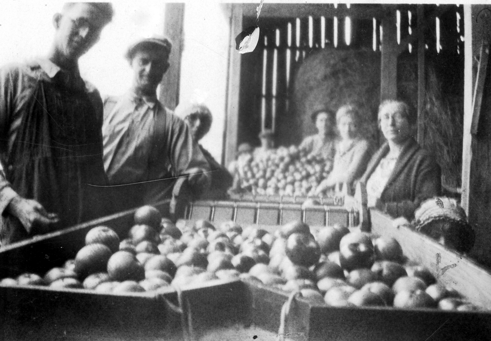 Apple packers at the Amos Reeder farm circa 1930's. Amos is second from left.